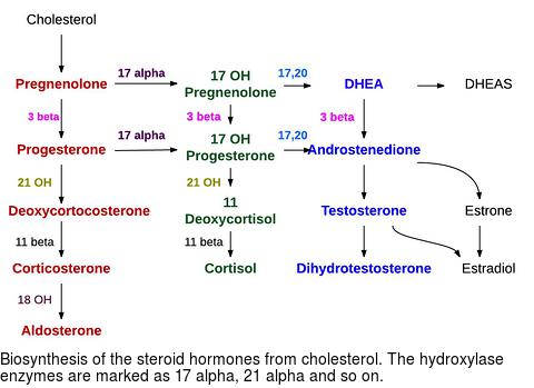 Biosynthesis of the steroid hormones from cholesterol. The hydroxylase enzymes are marked as 17 alpha, 21 alpha and so on.
